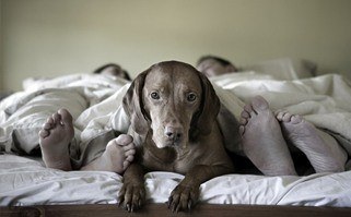 dog on mattress