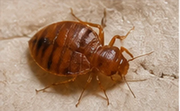 Bed bug pest control Sydney